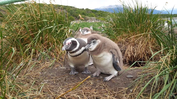 90 Of The Funniest Animal Photobombs Ever