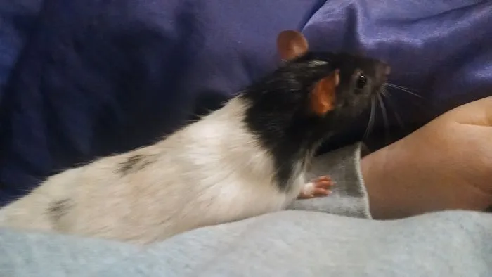 202 Adorable Rat Pics Proving That They Can Be The Cutest Pets Ever
