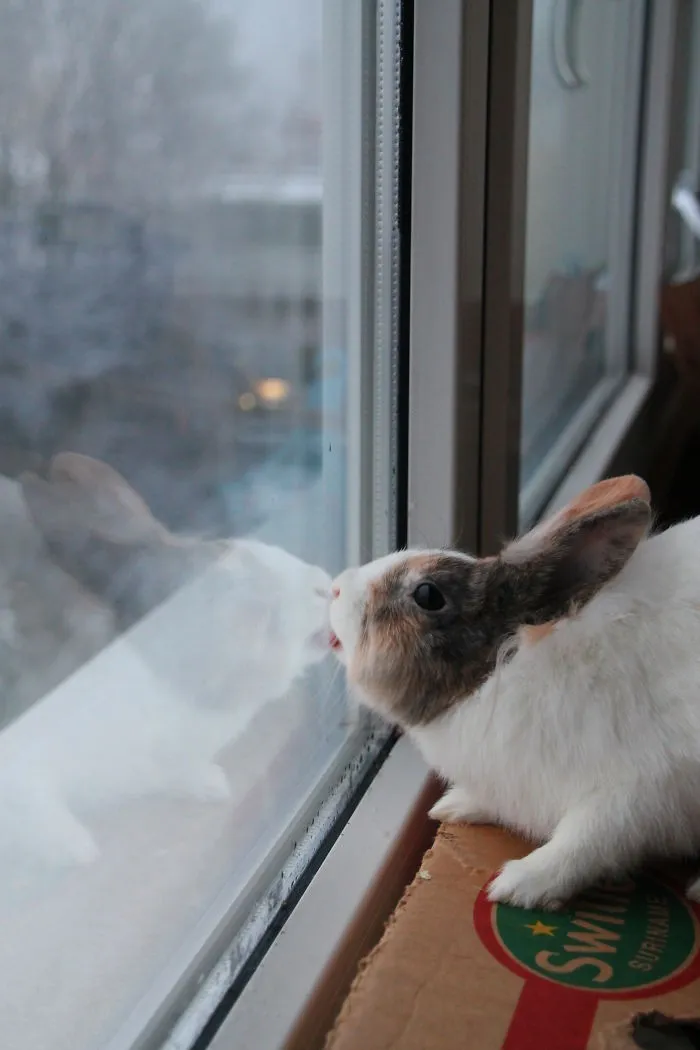 42 Animals Licking Glass That Have No Idea How Silly They Look