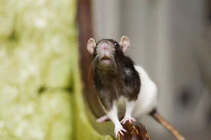 202 Adorable Rat Pics Proving That They Can Be The Cutest Pets Ever