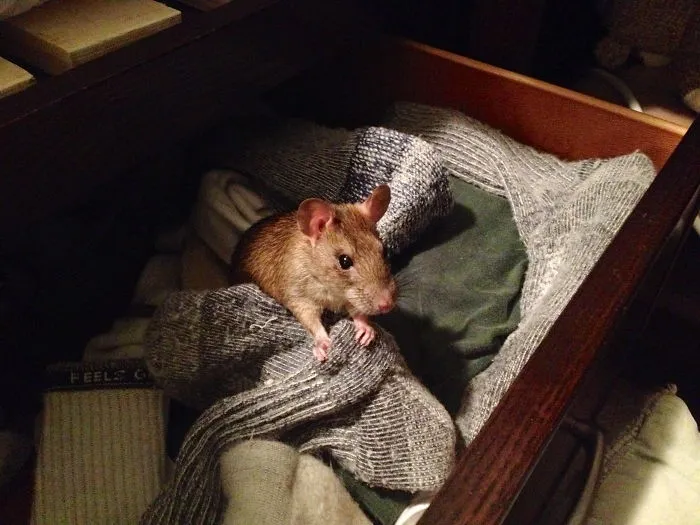 202 Adorable Rat Pics Proving That They Can Be The Cutest Pets Ever