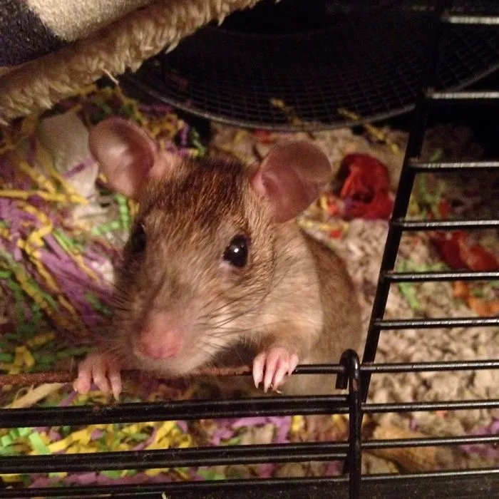 202 Adorable Rat Pics Proving That They Can Be The Cutest Pets Ever
