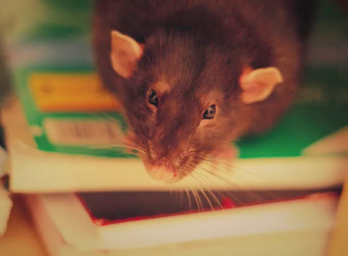202 Adorable Rat Pics Proving That They Can Be The Cutest Pets Ever