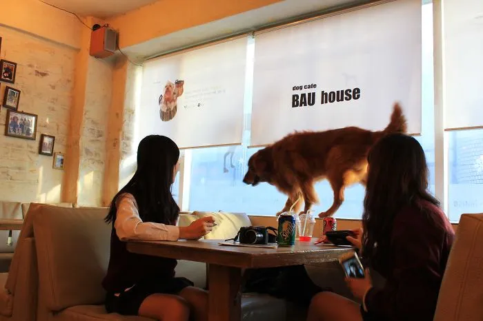 Bau House
