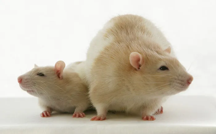 202 Adorable Rat Pics Proving That They Can Be The Cutest Pets Ever