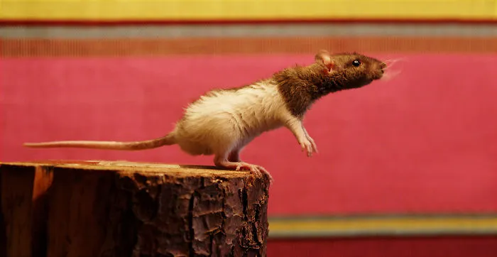 202 Adorable Rat Pics Proving That They Can Be The Cutest Pets Ever