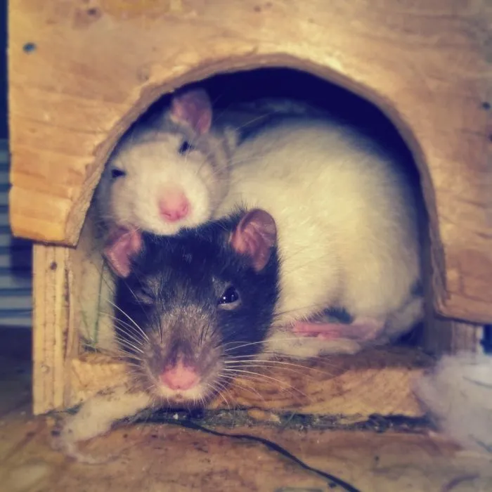 202 Adorable Rat Pics Proving That They Can Be The Cutest Pets Ever