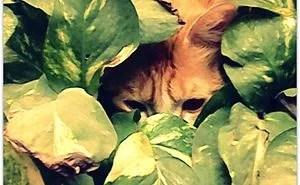 148 Cat-Plants You Probably Shouldn't Water