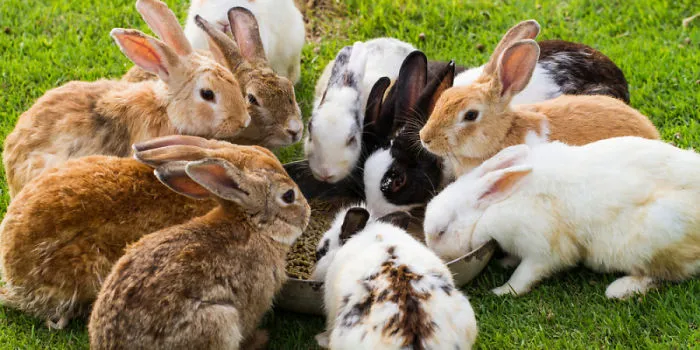 It's Coming Easter,and,i Got Some Photos For It!
