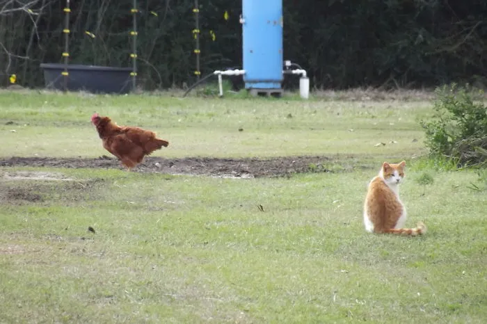 90 Of The Funniest Animal Photobombs Ever