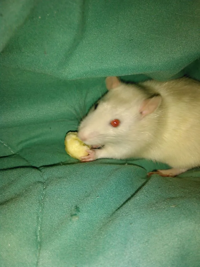 202 Adorable Rat Pics Proving That They Can Be The Cutest Pets Ever