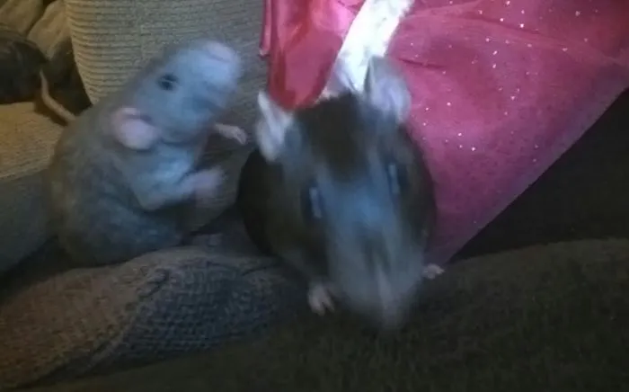 202 Adorable Rat Pics Proving That They Can Be The Cutest Pets Ever