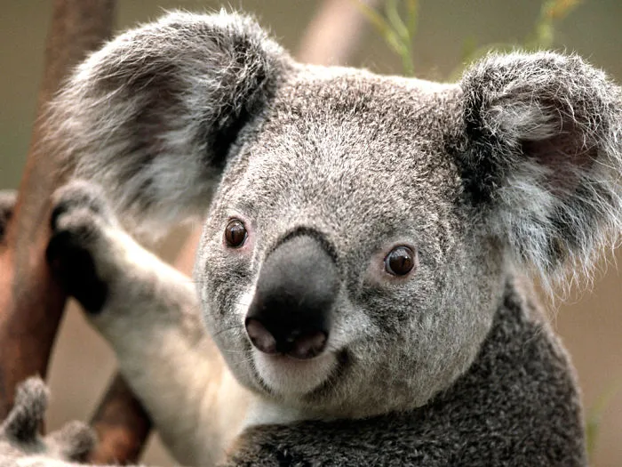 90 Of The Funniest Animal Photobombs Ever