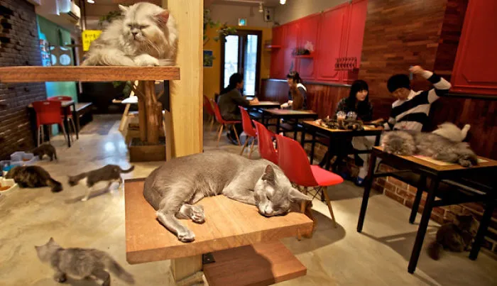 Lady Dinah's Cat Emporium