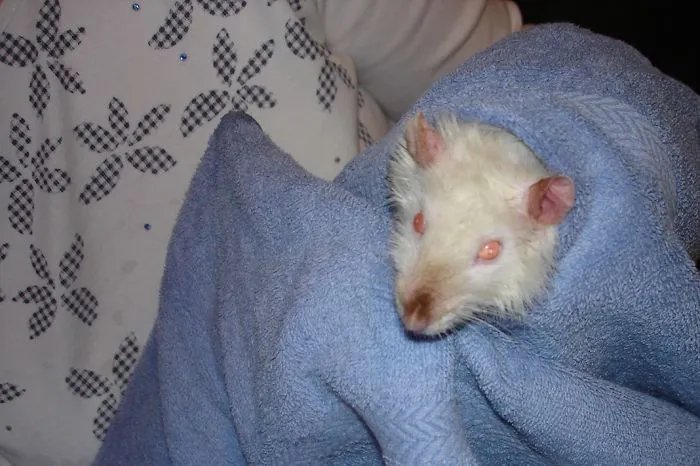 202 Adorable Rat Pics Proving That They Can Be The Cutest Pets Ever