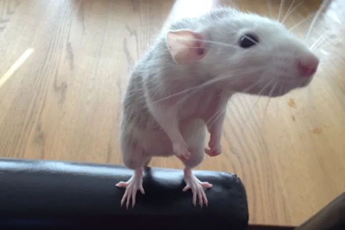 202 Adorable Rat Pics Proving That They Can Be The Cutest Pets Ever