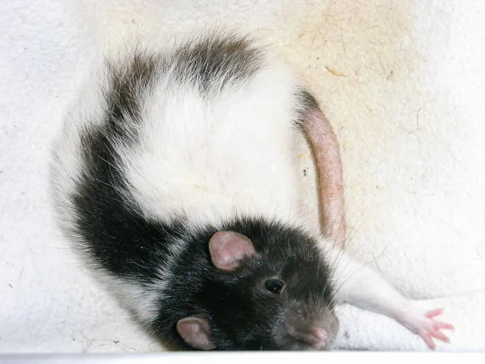 202 Adorable Rat Pics Proving That They Can Be The Cutest Pets Ever