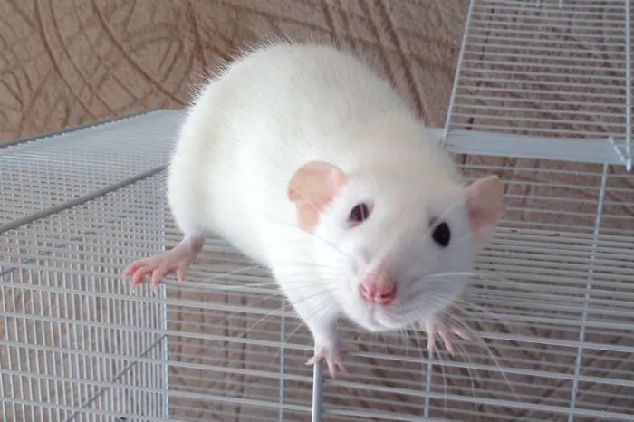 202 Adorable Rat Pics Proving That They Can Be The Cutest Pets Ever