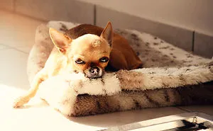 Meet Chloe, My Super Sweet Mini Chihuahua.