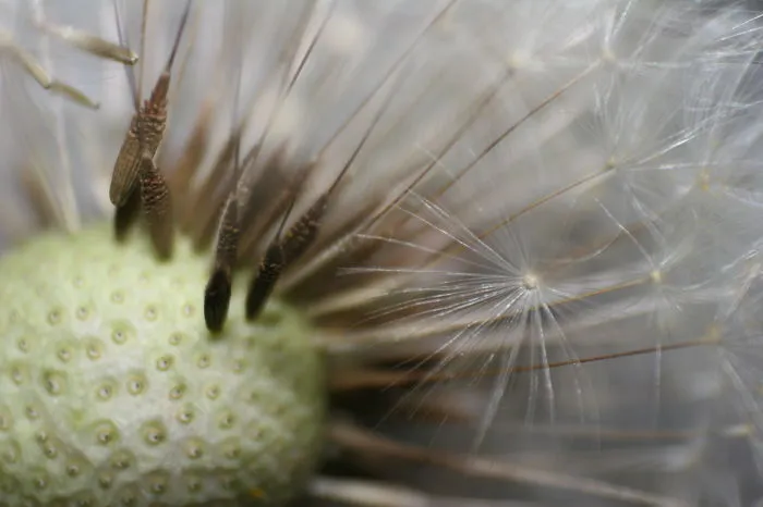 Macro Spring