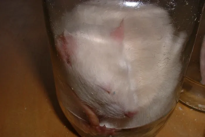 202 Adorable Rat Pics Proving That They Can Be The Cutest Pets Ever