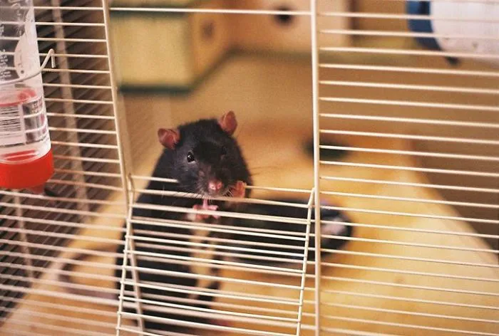 202 Adorable Rat Pics Proving That They Can Be The Cutest Pets Ever