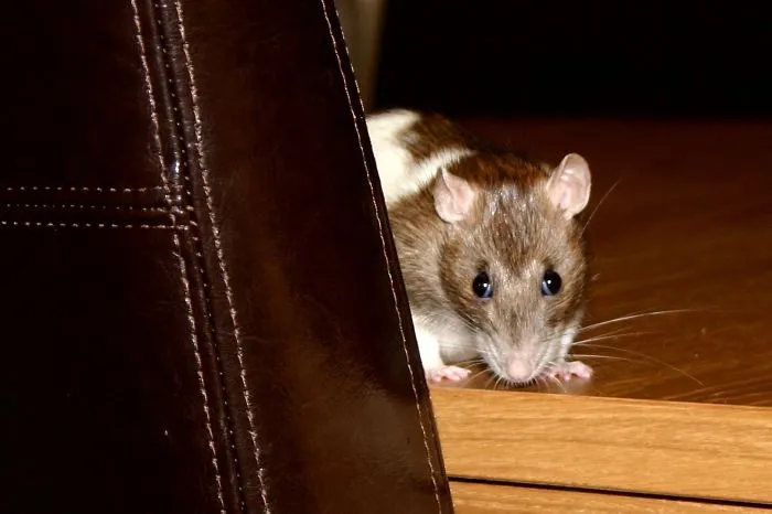 202 Adorable Rat Pics Proving That They Can Be The Cutest Pets Ever