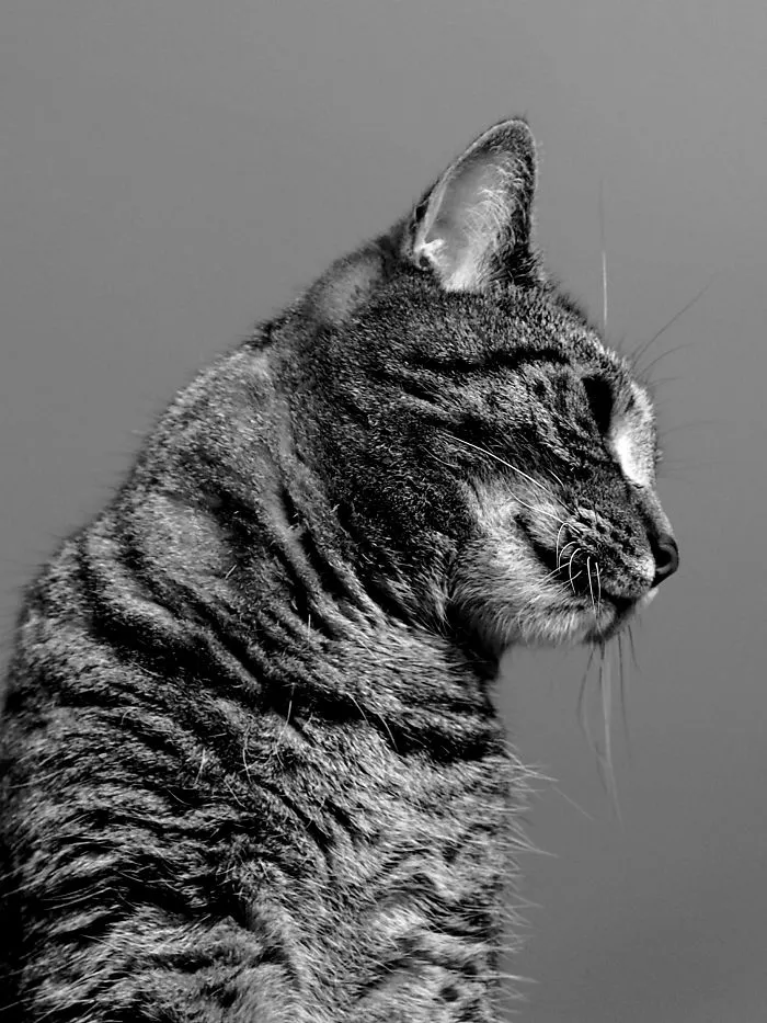 Meet Pixel... Majestic Cat From Poland!