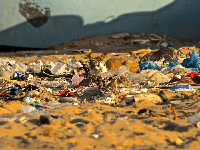 Cat And Trash At A Beautiful Beach In The Westsahara, Morocco