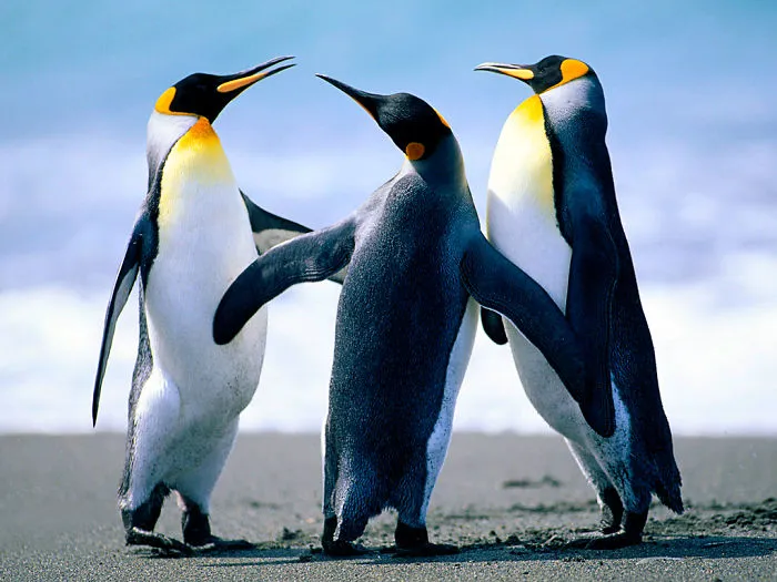 90 Of The Funniest Animal Photobombs Ever