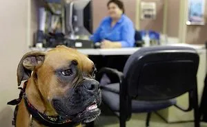 Pet Friendly Offices We Want To Work In