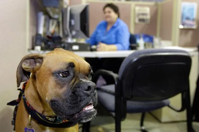 Pet Friendly Offices We Want To Work In