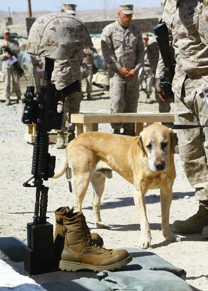 A Dog Saying Goodbye To His Soldier Friend