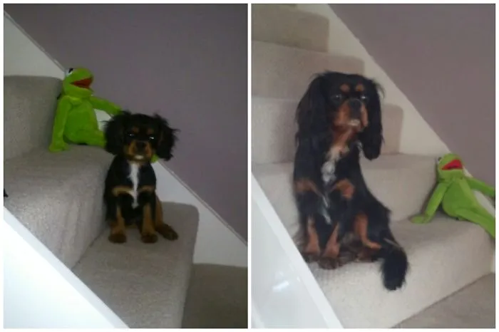 Lynott Half Way Up The Stairs,  Now One Year Old,  And Won't Get Much Bigger.