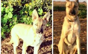 239 Before & After Photos Of Dogs Growing Up (Part II)