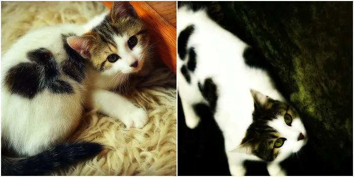 Cali: 10 Weeks And Two Years.  Still With Those Big, Soulful Eyes.
