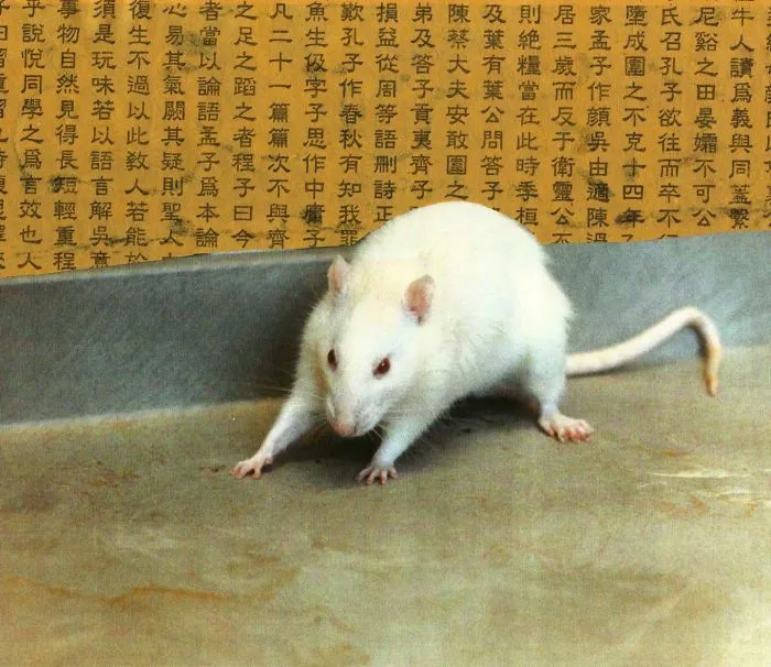 202 Adorable Rat Pics Proving That They Can Be The Cutest Pets Ever