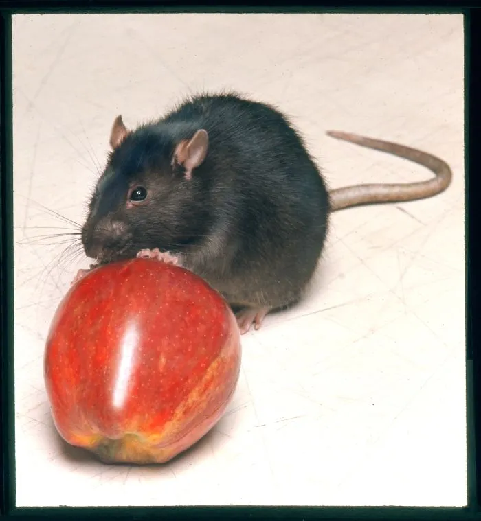 202 Adorable Rat Pics Proving That They Can Be The Cutest Pets Ever