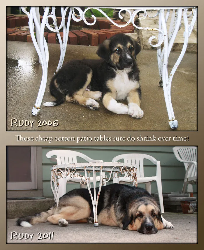 I Used To Fit Under The Table.  In 2015, Rudy Just Turned 9.  He Is Huge.