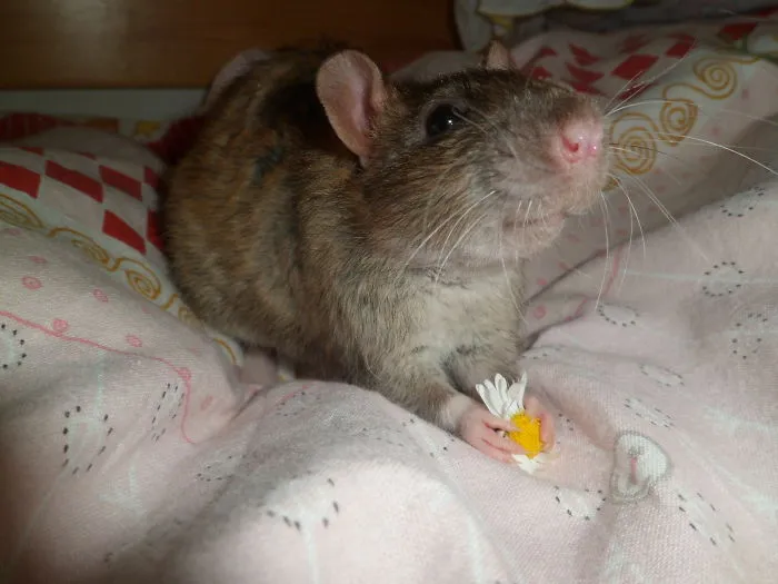 202 Adorable Rat Pics Proving That They Can Be The Cutest Pets Ever