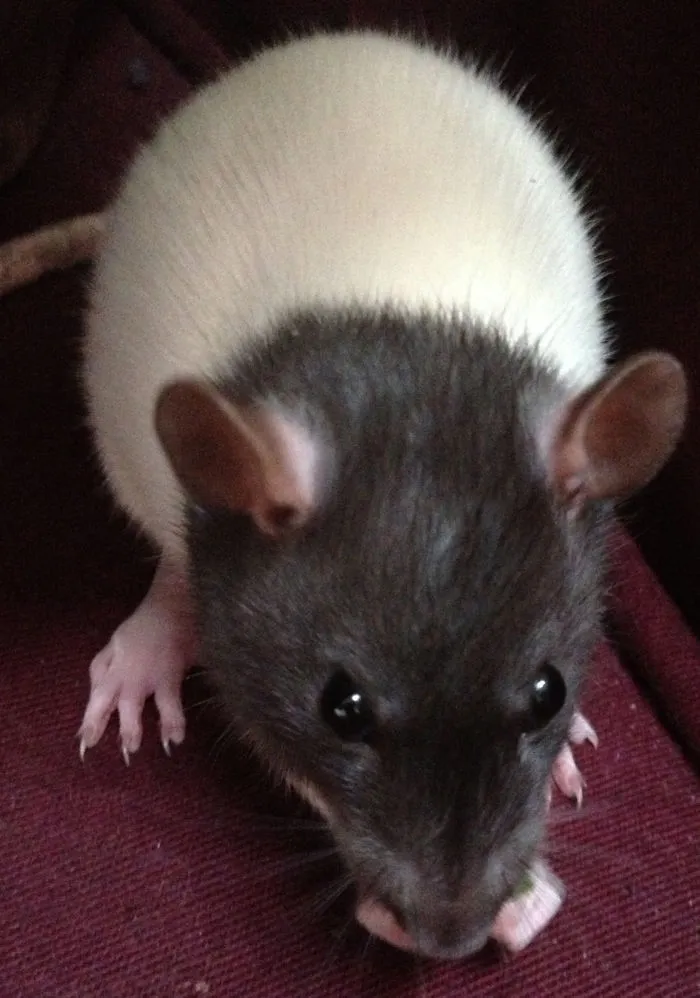 202 Adorable Rat Pics Proving That They Can Be The Cutest Pets Ever