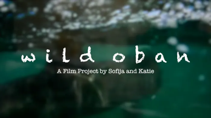 We Are Making An Art Video By Swimming With Basking Sharks