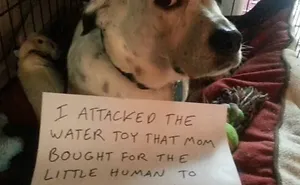 78 Asshole Dogs Being Shamed For Their Crimes