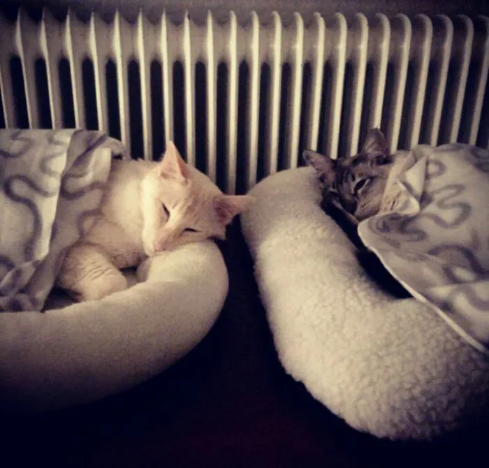 50 Animals That Love Warmth More Than Anything