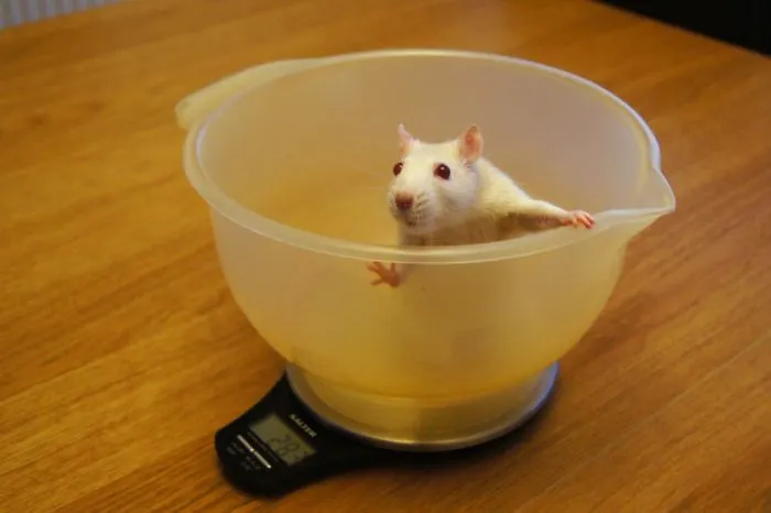 202 Adorable Rat Pics Proving That They Can Be The Cutest Pets Ever