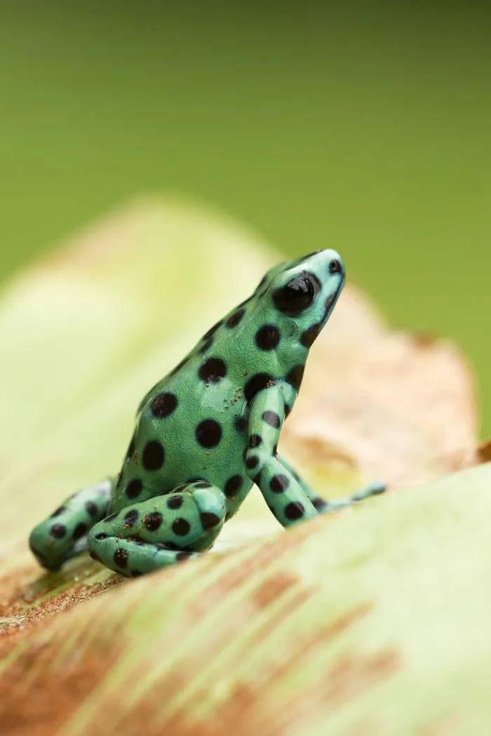 See The Beauty From Nearby Dyeing Dart Frog