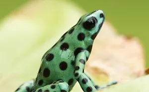 See The Beauty From Nearby Dyeing Dart Frog