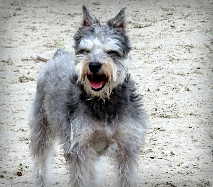 Happy Rocky.