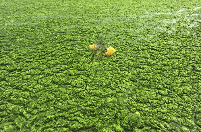 The Picture After The Lake Monster Pulled Him Under...