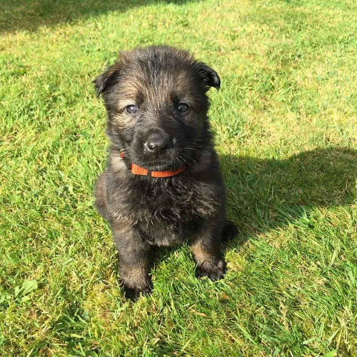 Sully Age 5 Weeks
